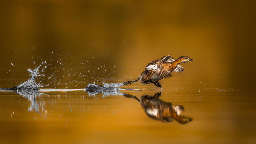 Little Grebe Taking Off By Faisal Alnomas. Honourable Mention In Bird Behaviour Category