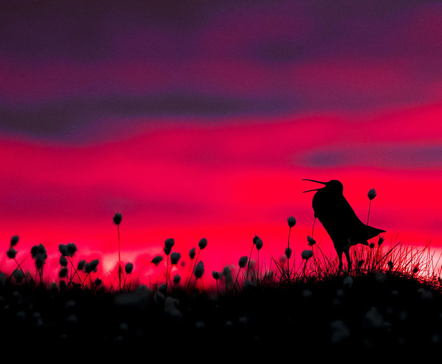 Great Snipe Silhouette By Torsten Green-Petersen. Honourable Mention In Bird Behaviour Category