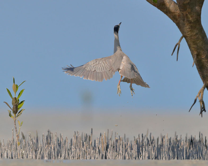 Leaping Heron By Georgina Steytler. Honourable Mention In Birds In Flight Category