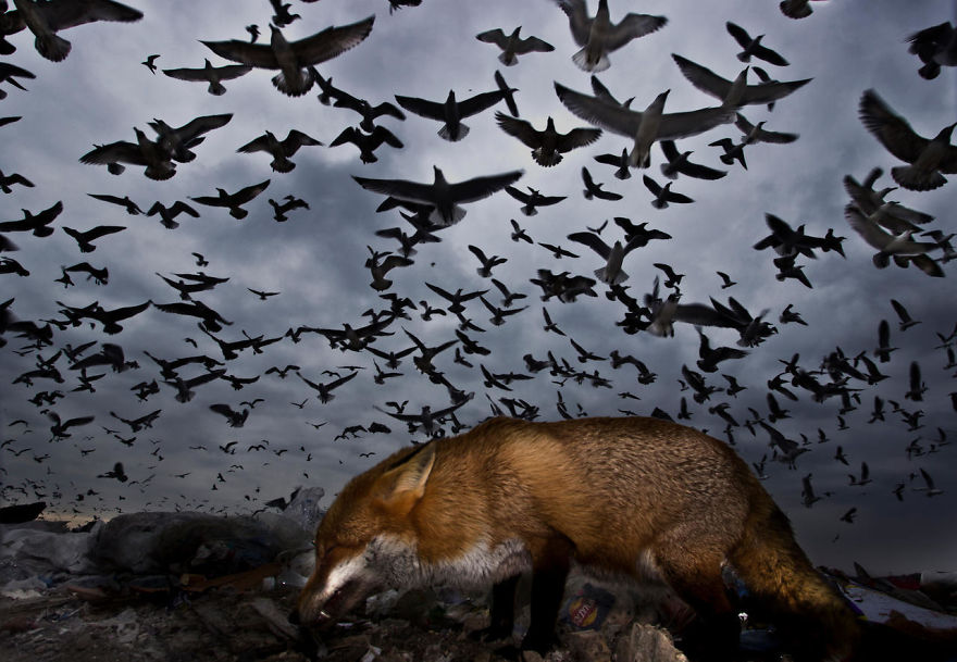 Seagulls And Fox By Gabor Kapus. Honourable Mention In Birds In Flight Category