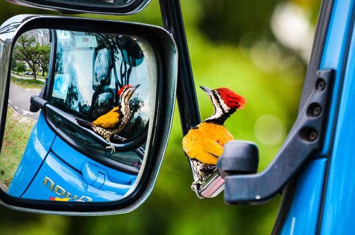 Pájaro Carpintero En Espejo De Coche Por Kelvin Dao. Mención De Honor En La Categoría Pájaros En El Jardín