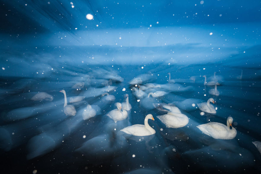 Whooper Swans In Snow By Wim Van Den Heever. Bronze In Creative Imagery Category