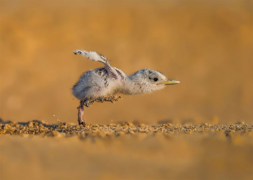 Full Speed By Faisal Alnomas, Kuwait. Bird Behaviour Category