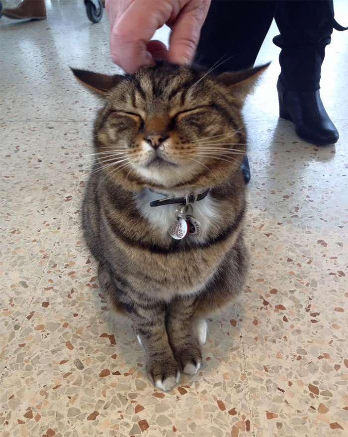 Shoppers Raise £4000 For Bronze Statue Of Brutus The Famous Supermarket Cat