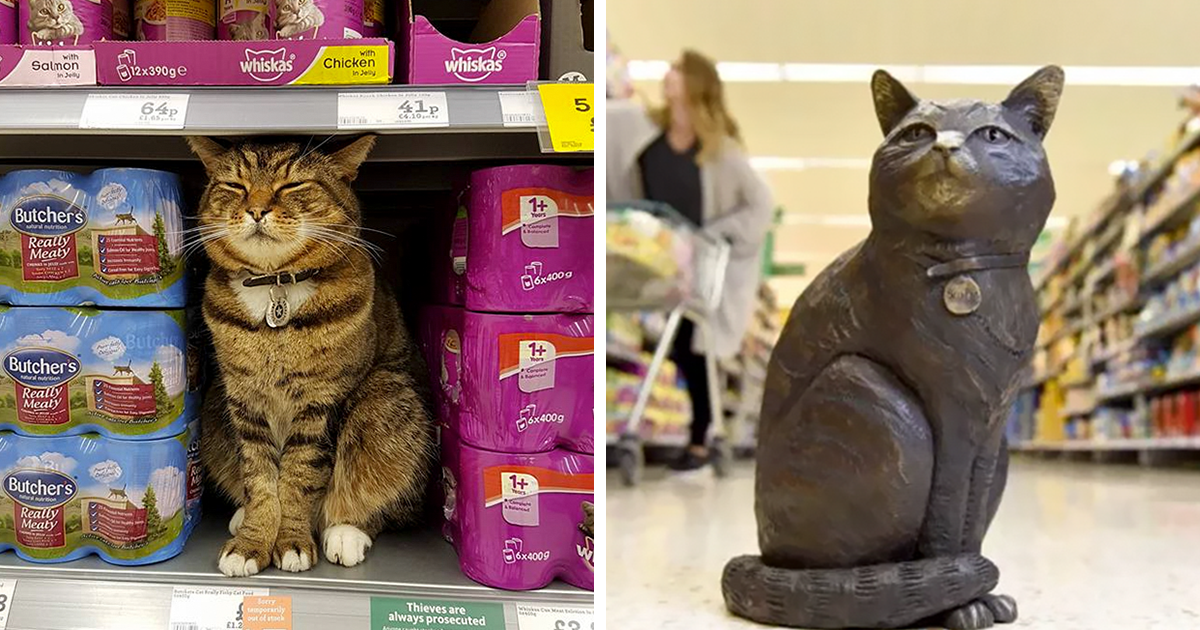 morrisons whiskas cat food