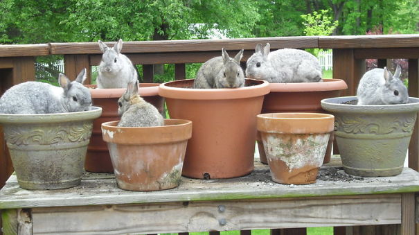 Our Bunny Gang