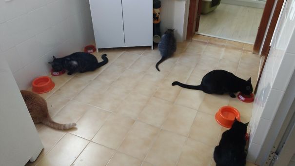 Lunch Time! Another 3 More Cats Are Not In The Pic.