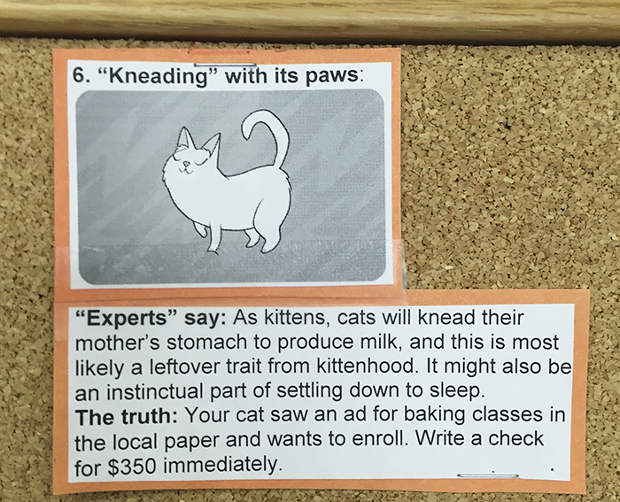 This Vet Put Explanations Of 15 Common Cat Behaviours On His Cork Board, And It's Hilarious