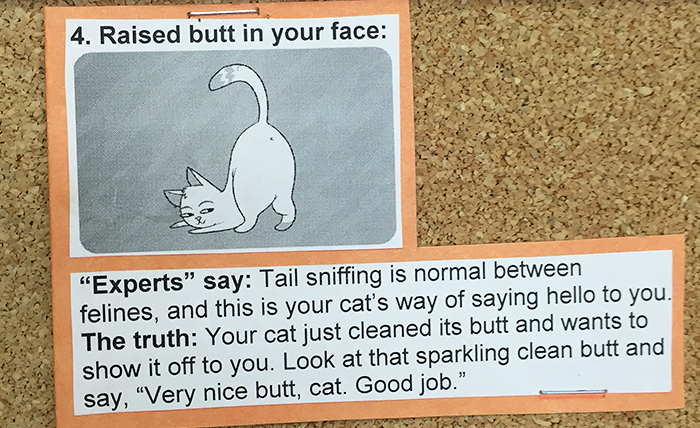 This Vet Put Explanations Of 15 Common Cat Behaviours On His Cork Board, And It’s Hilarious