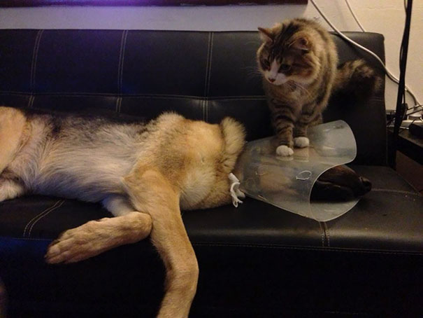 Having A Cone Collar Fitted At The Vet Was Bad Enough, Then My Dog Had To Come Home To The Cat