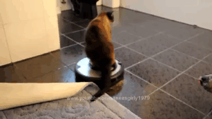 Roomba Cat Swats Dog Pit Bull Sharky