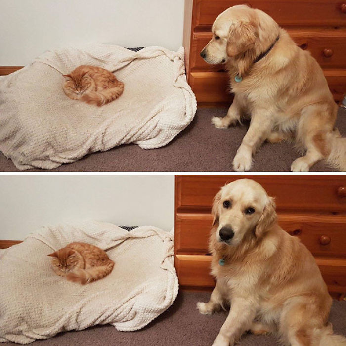 El gato acaba de descubrir la cama del perro
