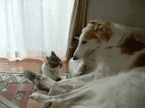 Cat Goes Head To Head With A Russian Wolfhound