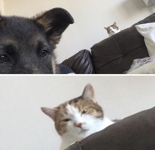 Friend Just Got A German Shepard Puppy. Asked How Her Cat Is Getting Along With Him, And Was Sent This Pic