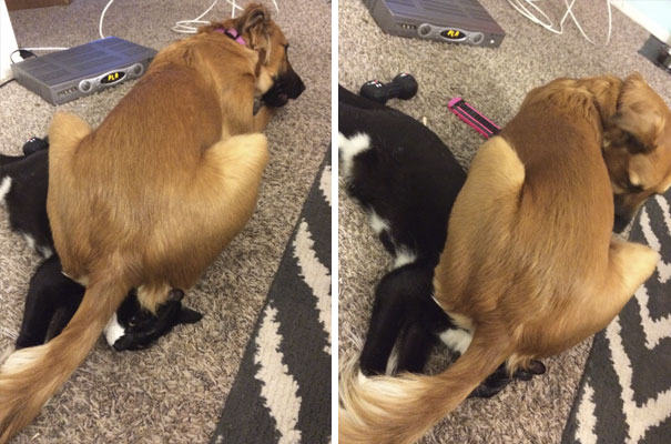 Dog Walked Into The Room. Sat On The Cats Face. Then Re-Adjusted To Make Sure She Was Getting Maximum Ass To Face Coverage