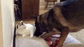 Dog Finds Cat In His Bed And Takes Appropriate Action