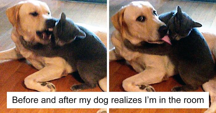 123 Times Owners Wanted Cats And Dogs To Live Together But It Didn T Work Out As Planned Bored Panda