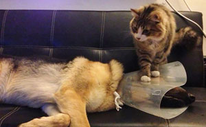 10+ Times Owners Wanted Cats And Dogs To Live Together, But It Didn't Work Out As Planned