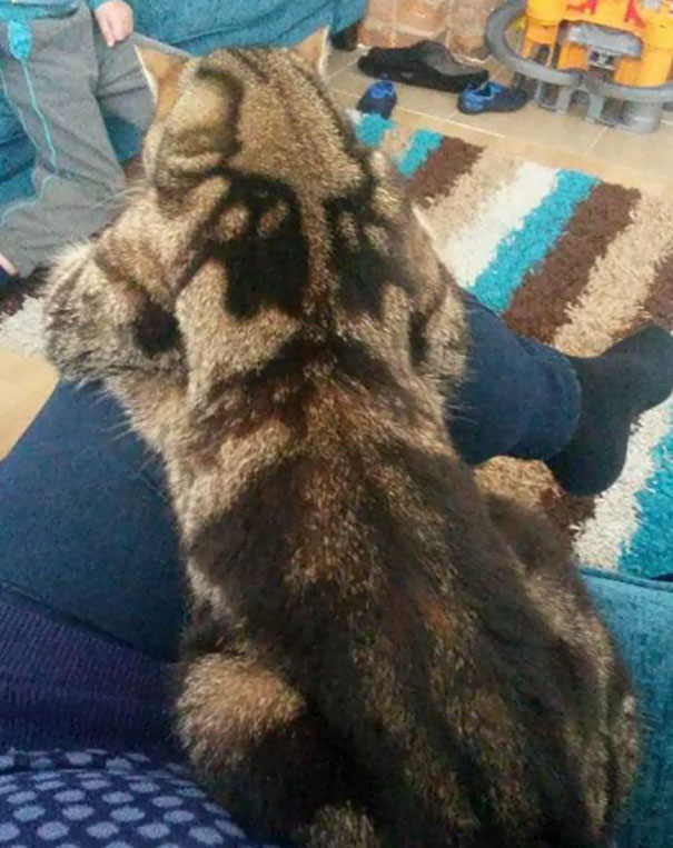 The Markings On My Cats Back Remind Me Of A Rorschach Test