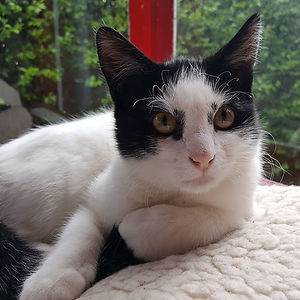 35+ Cats With The Most Unusual Fur Markings | Bored Panda