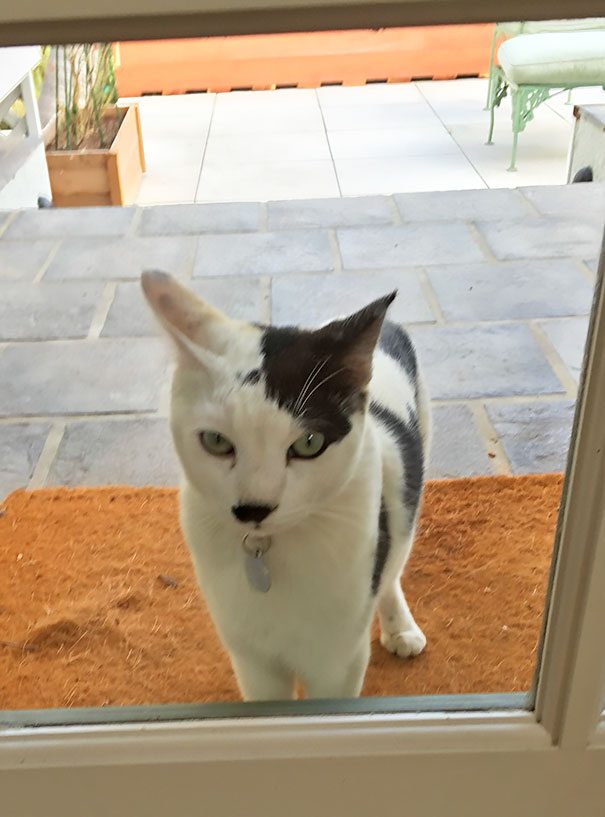 Our Neighborhood Cat Looks Like Hitler