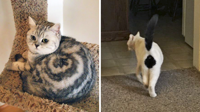 50 Cats With The Craziest Fur Markings