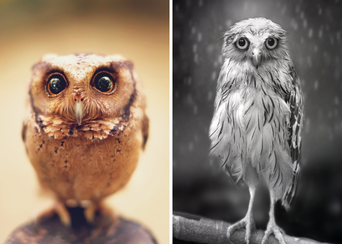 Photographer Captures The Hypnotising Beauty Of Owls In 30 Striking Portraits