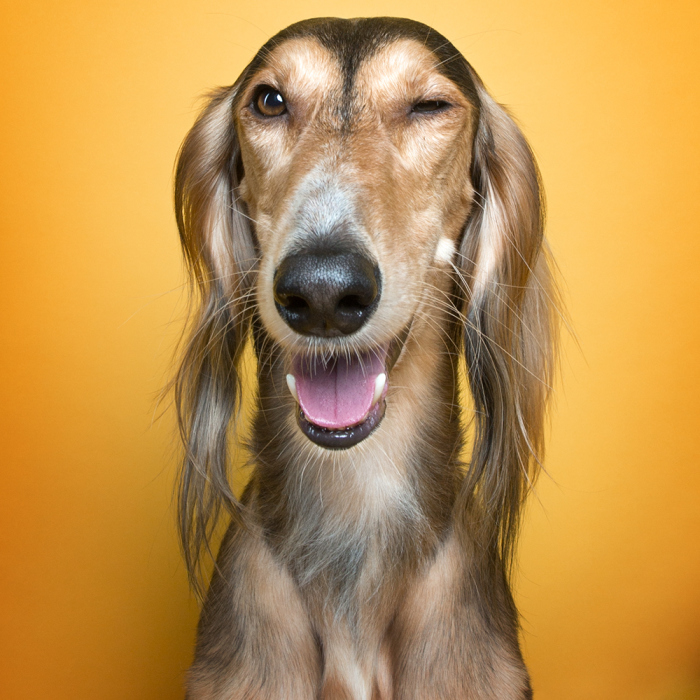 We Proved That Every Dog Has Its Own Human-Like Personality Through Funny Portraits