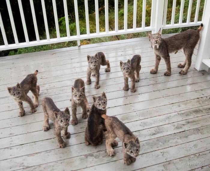 This Man Woke Up To A Strange Noise, Then He Saw This On His Porch (16 Pics)