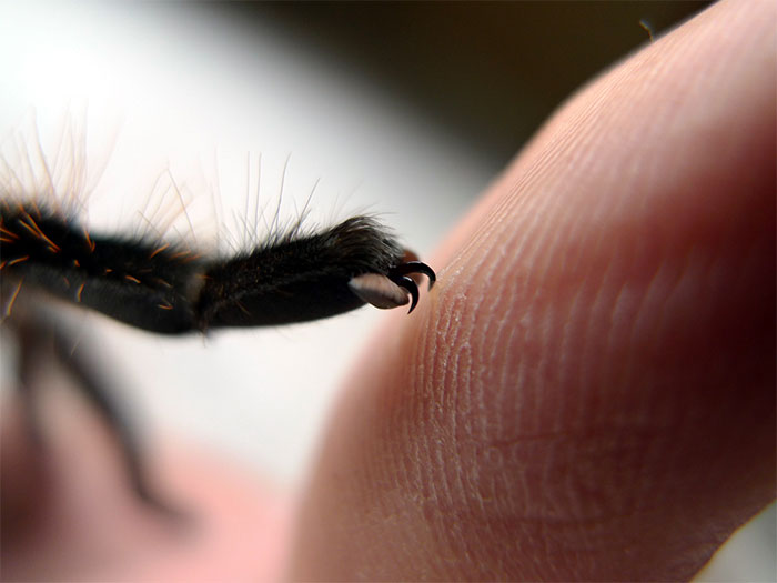 Turns Out, Spiders Have Tiny Paws, And It May Change The Way You Look At Them
