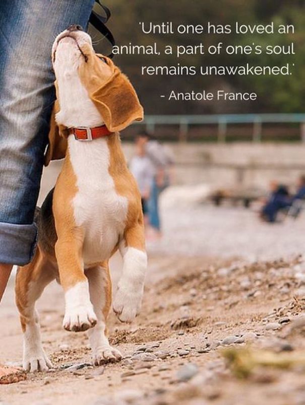 The Divinity Of Dogs The Divinity Of Dogs