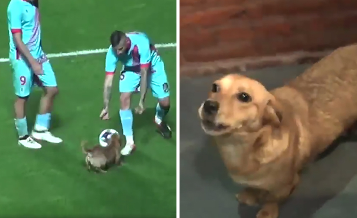 Random Dog Interrupts Soccer Match In Argentina, And Wins The Hearts Of Fans