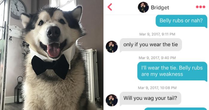 Dogs bios about funny tinder 56 Funny