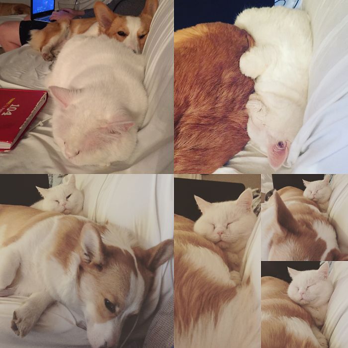 Best Buddies - Charlie The Corgi And Persey The Cat