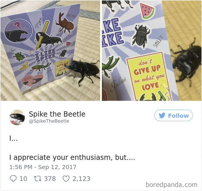 Drawing-bug-spike-the-beetle-japan