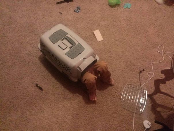 10+ Hilarious Ways That Kids Never Cease To Amaze Us 10+ Hilarious Ways That Kids Never Cease To Amaze Us