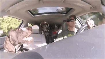 Pack Of Dogs Freak Out When They Realize Where Their Human Is Driving Them