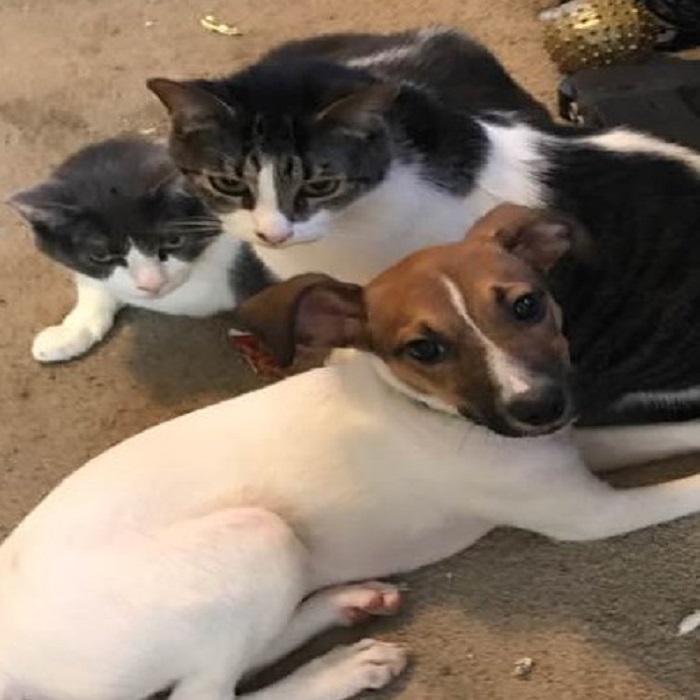 I Walked In On A "family Meeting" About 3 Months After We Got The Dog