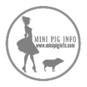 Mini Pig Info