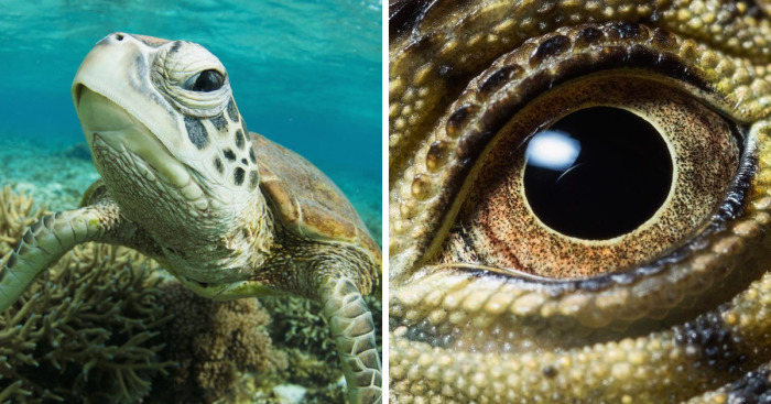 Steve Irwin s Son Robert Is An Award Winning Wildlife Photographer And These Photos Prove Why 