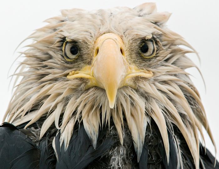 Águila valiente, por Klaus Nigge, Alemania
