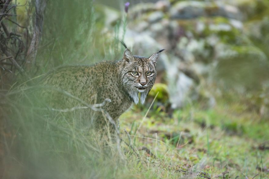 Glimpse Of A Lynx By Laura Albiac Vilas, Spain
