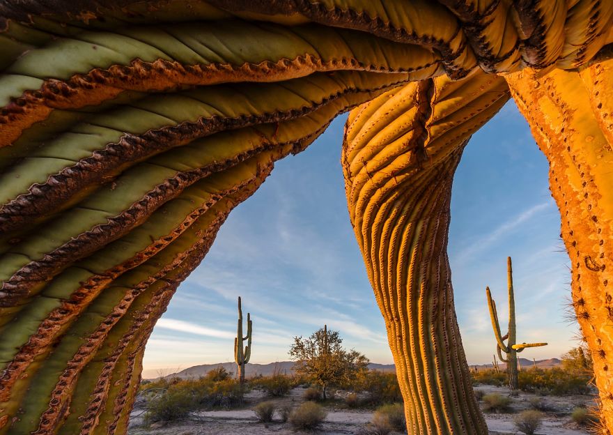 Saguaro Twist By Jack Dykinga, US