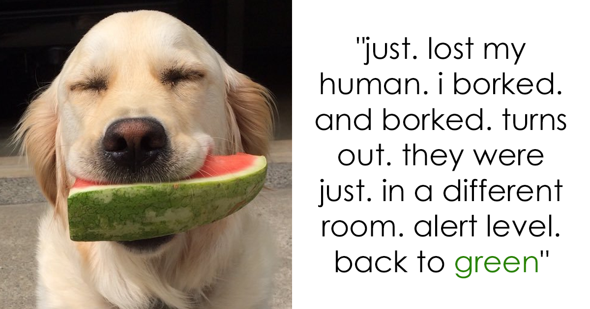 182 Of The Funniest Dog Thoughts | Bored Panda