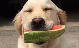 10+ Of The Funniest Dog Thoughts That Dog Owners Will Understand Too Well