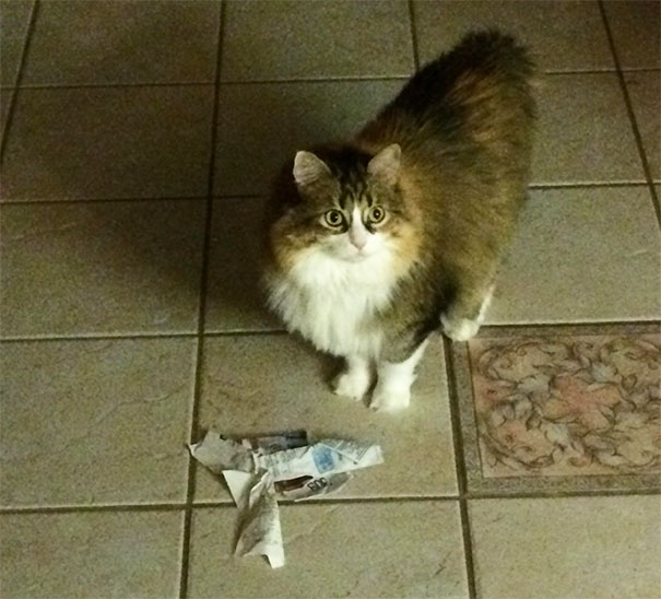 My Cat Likes To Look For Me Around The House Just To Bring Me Receipts