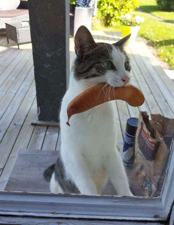 Il gatto ritorna con salsiccia rubata dal bbq di un vicino sconosciuto