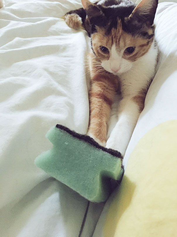 My Cat Is Obsessed With Washing Up Sponges. She Proudly Brings It To My Bed Every Morning And I Have No Idea Why