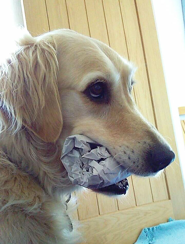Some Dogs Bring You The Paper. This Dog? He Just Brings You A Paper