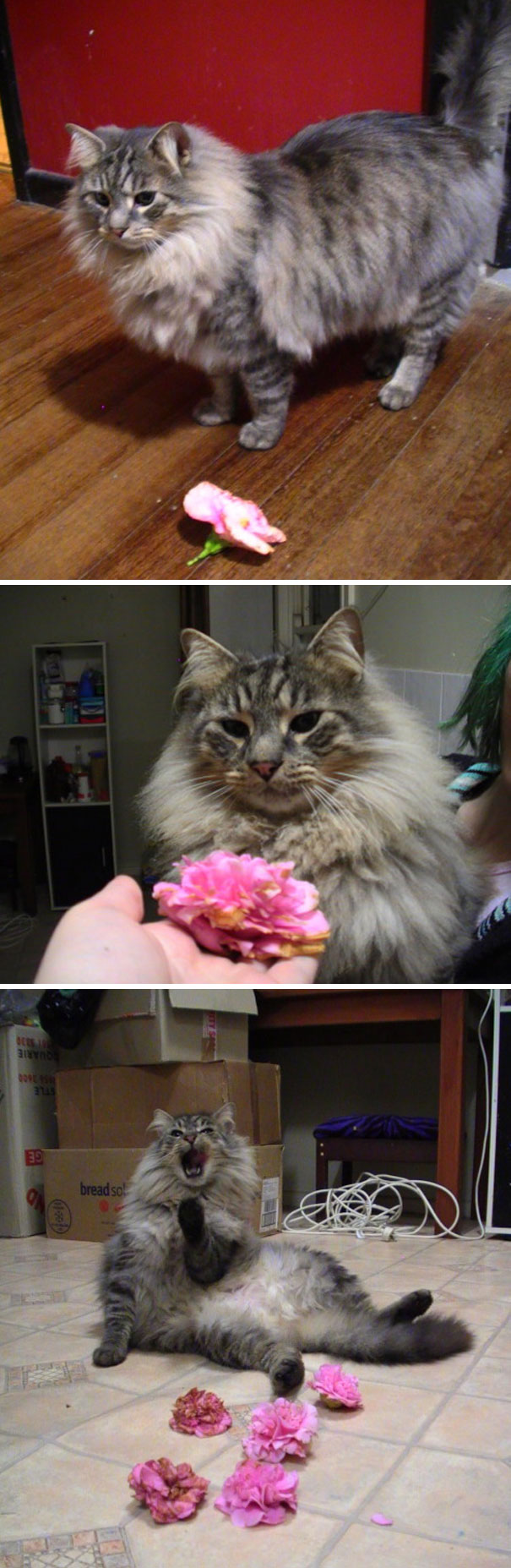 Questo è Mr. Slash - un maestro di avventura di caccia al fiore. Lui mi porta fiori ogni notte. Non fa male al giardino